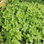 Oregano