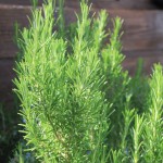 Rosemary-2